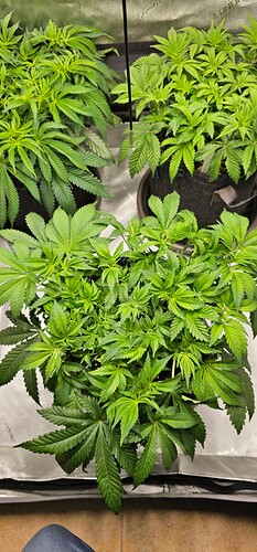 Growreport Bild 3