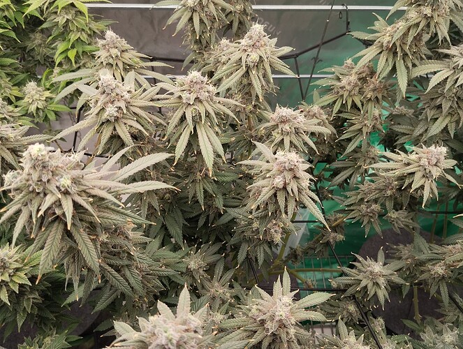 Growreport Bild 3