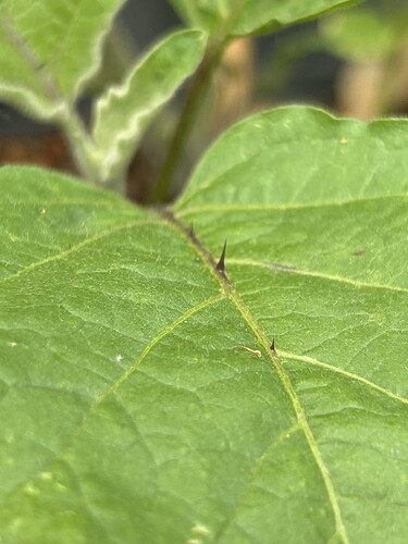 Growreport Bild 23