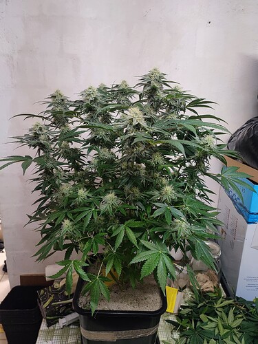 Growreport Bild 90