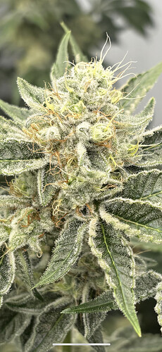 Growreport Bild 11