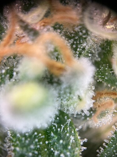 Growreport Bild 44