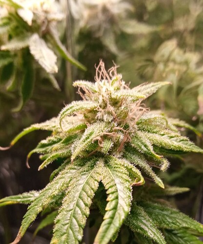 Screenshot_20250330_182630