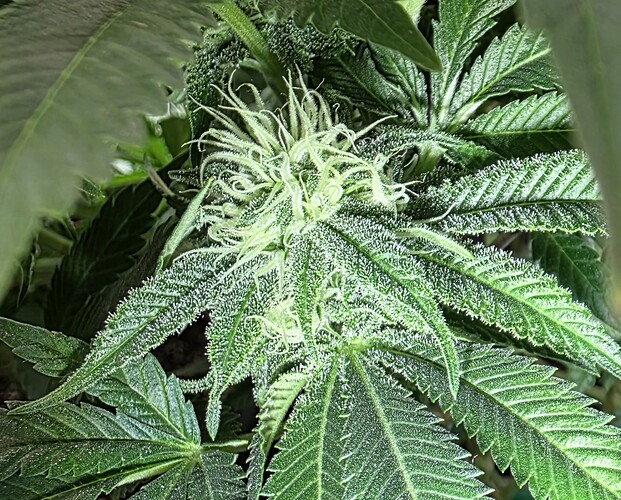 Growreport Bild 33