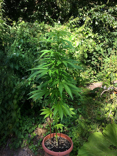 Grow26070815