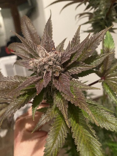 Growreport Bild 8