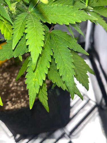Growreport Bild 2