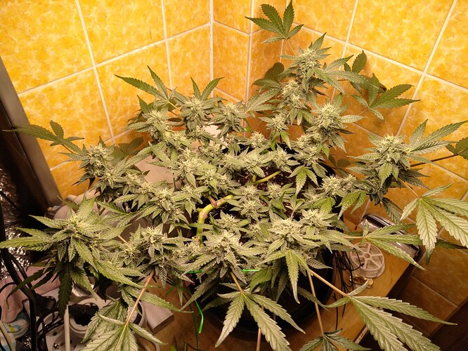 Growreport Bild 9