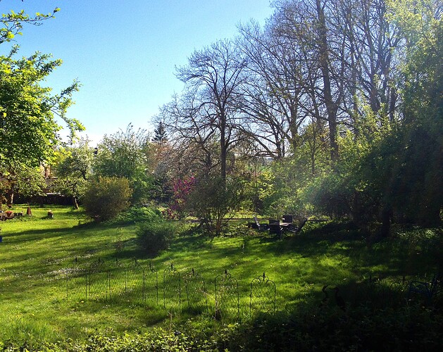 Blick in einen sonnigen Garten mit Bäumen und einer Wiese.