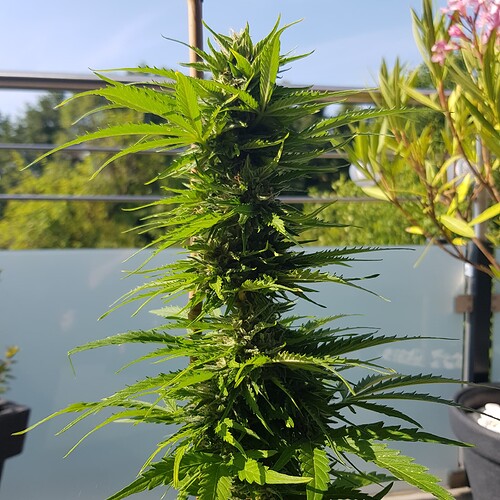 Growreport Bild 3