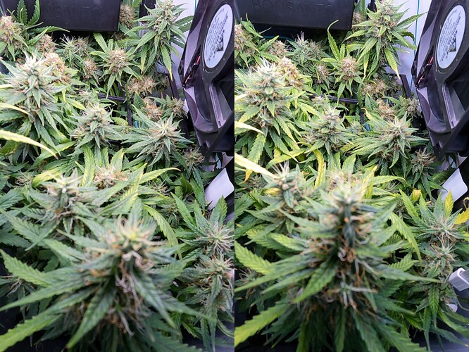 Blaetter_verfaerben_sich