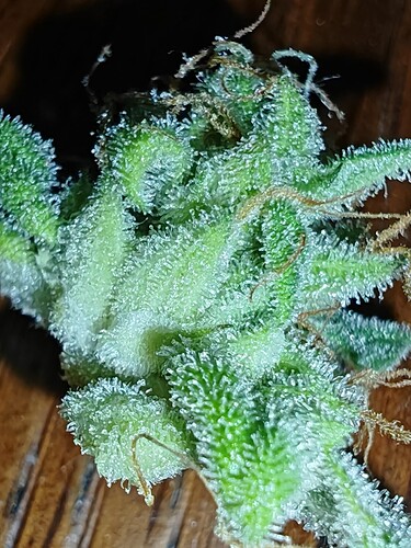 Growreport Bild 26