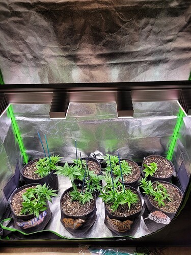 Growreport Bild 25