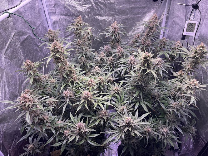 Growreport Bild 23