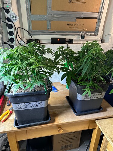 Growreport Bild 9