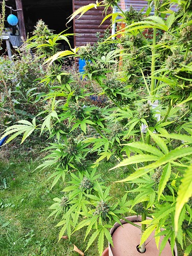 Growreport Bild 3