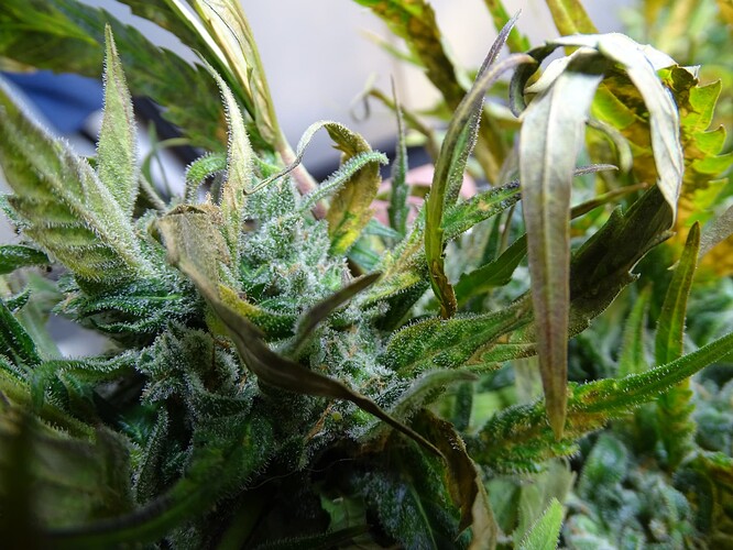 Growreport Bild 19