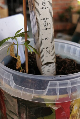 Growreport Bild 3