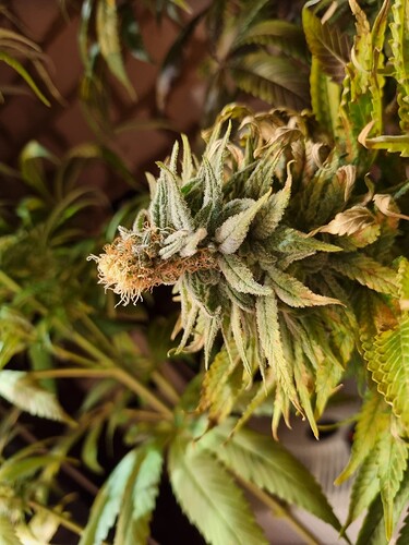 Nahaufnahme eines Cannabis-Buds mit Trichomen und Pistillen, umgeben von Blättern.