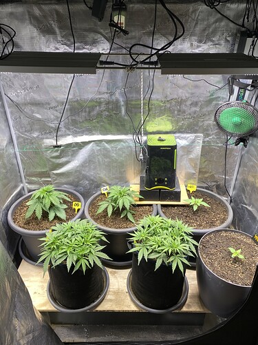 Growreport Bild 41