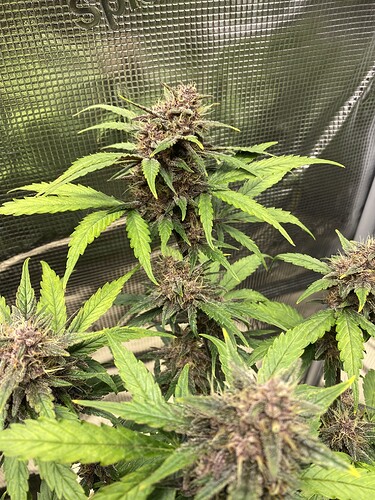 Growreport Bild 14