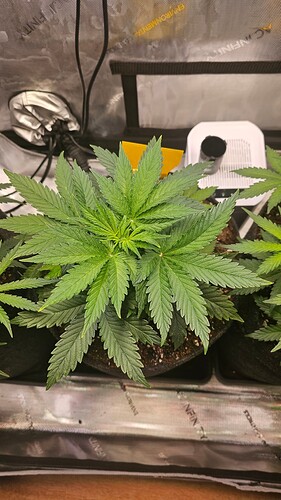 Growreport Bild 31