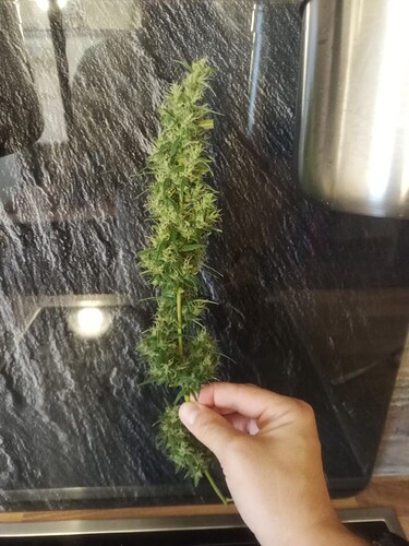 Growreport Bild 7