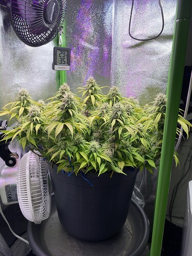 Growreport Bild 69