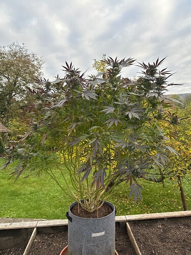 Growreport Bild 69