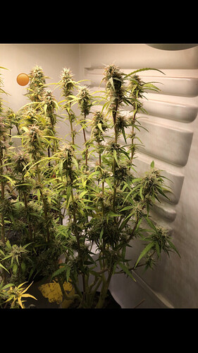 Growreport Bild 33
