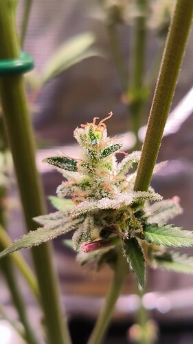 Growreport Bild 3