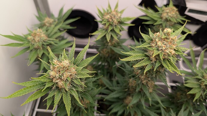 Growreport Bild 16