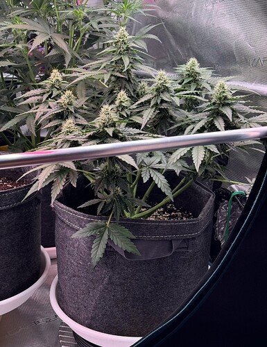 Growreport Bild 2