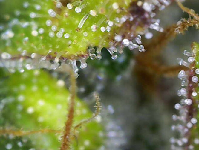 Image_2025-01-06 16_43_16_033