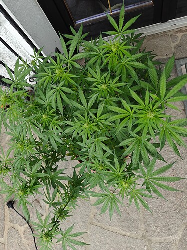 Growreport Bild 2