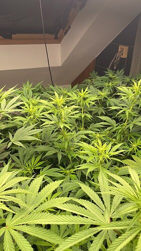 Growreport Bild 12