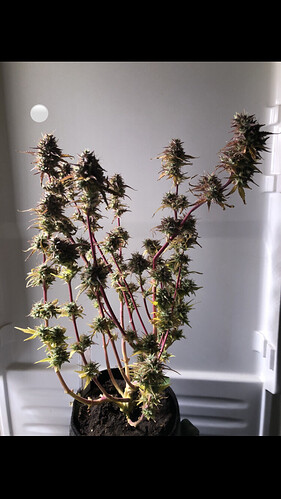 Growreport Bild 13