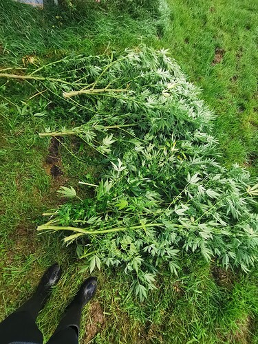 Growreport Bild 4