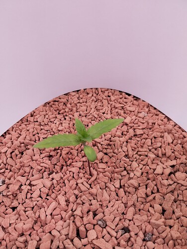 Growreport Bild 1