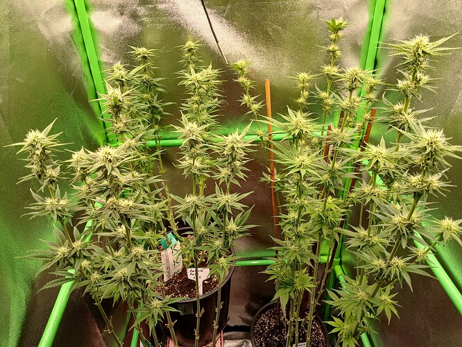 Growreport Bild 39
