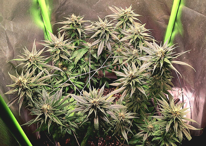 Growreport Bild 14
