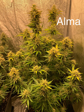 Growreport Bild 3