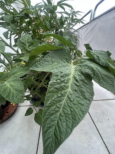 Growreport Bild 9