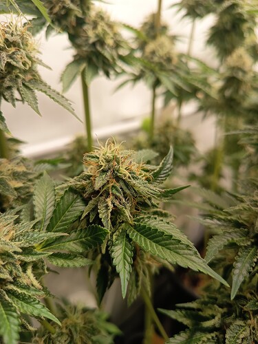 Growreport Bild 47