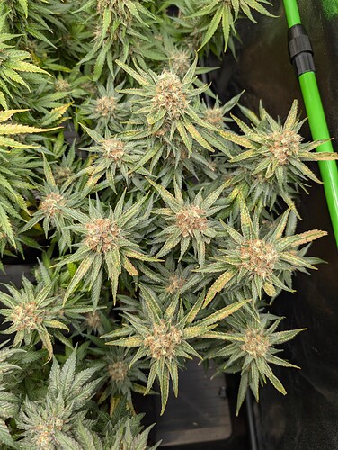 Growreport Bild 15