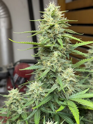 Growreport Bild 15