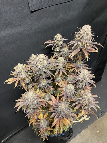 Growreport Bild 26