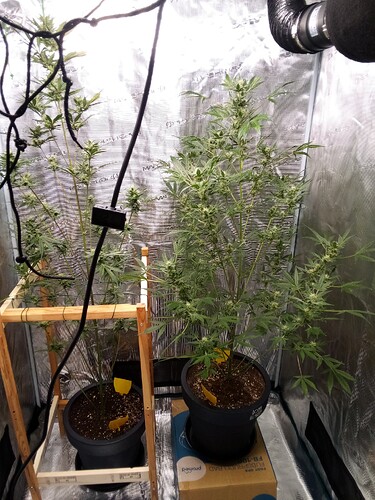 IMG_2025-05-02-17-37-18-617