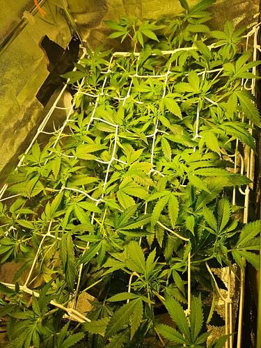 Growreport Bild 15