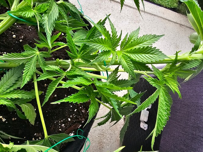 Growreport Bild 12